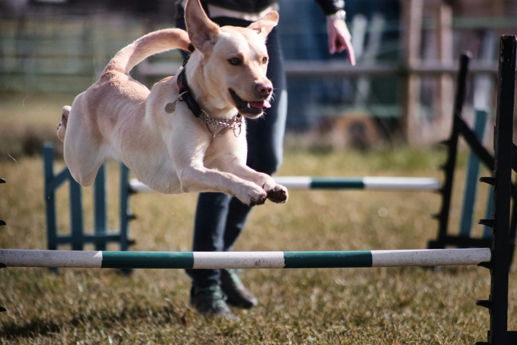 a dog jumping over a bar