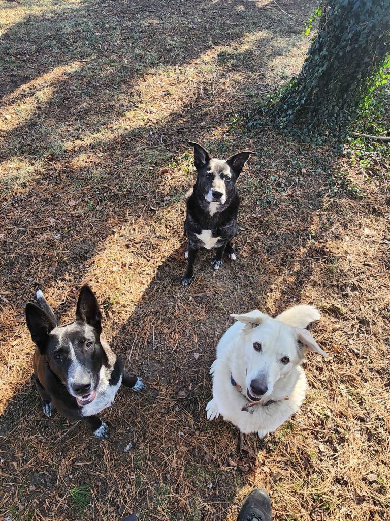 dog