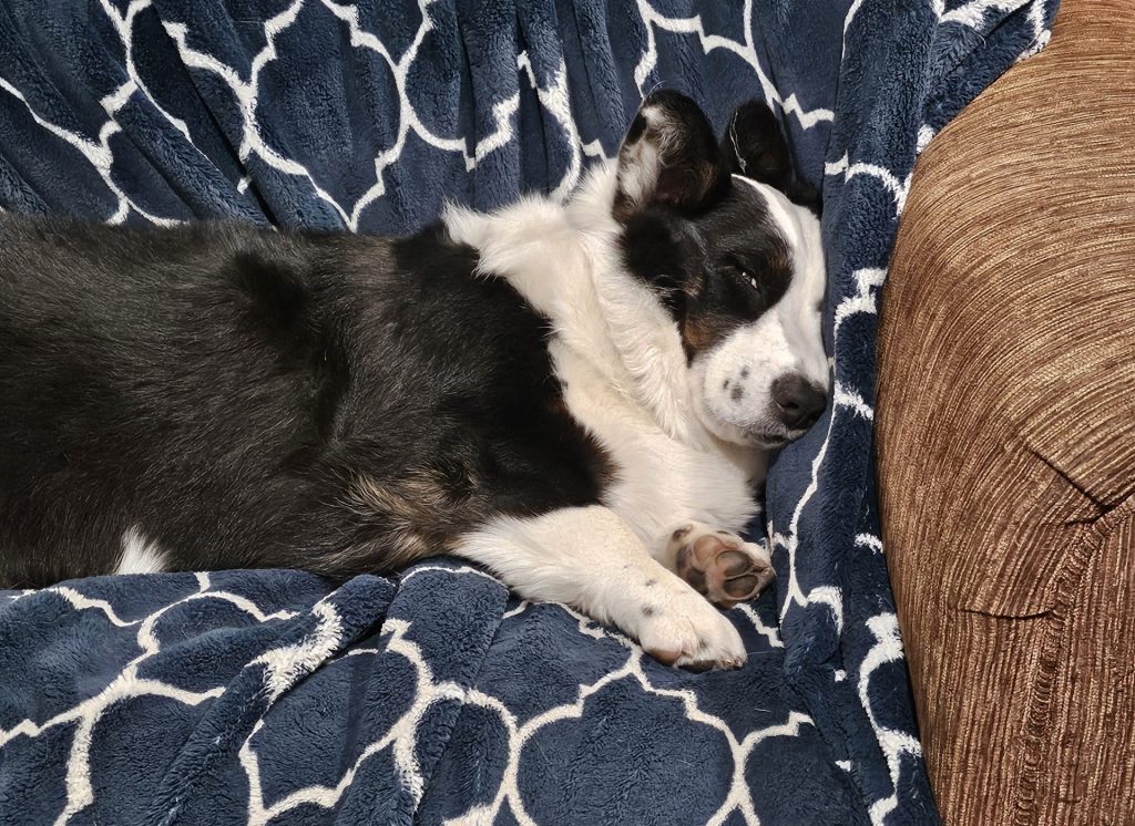 sleepy dog