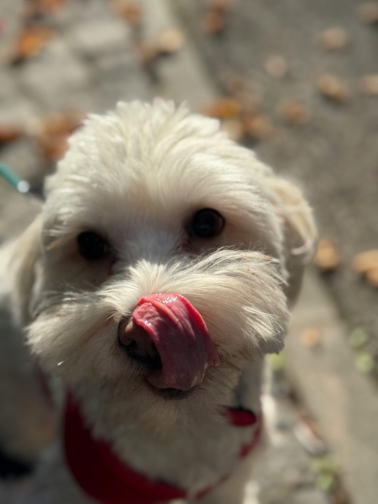 Cute fluffy white dog licking its nose on a sunny day outdoors.
