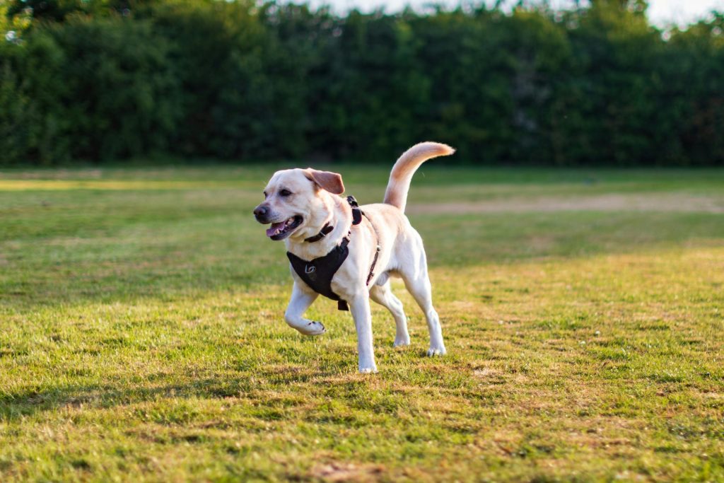 Happy Labrador Retriever wearing a harness running in a sunlit grassy park area.