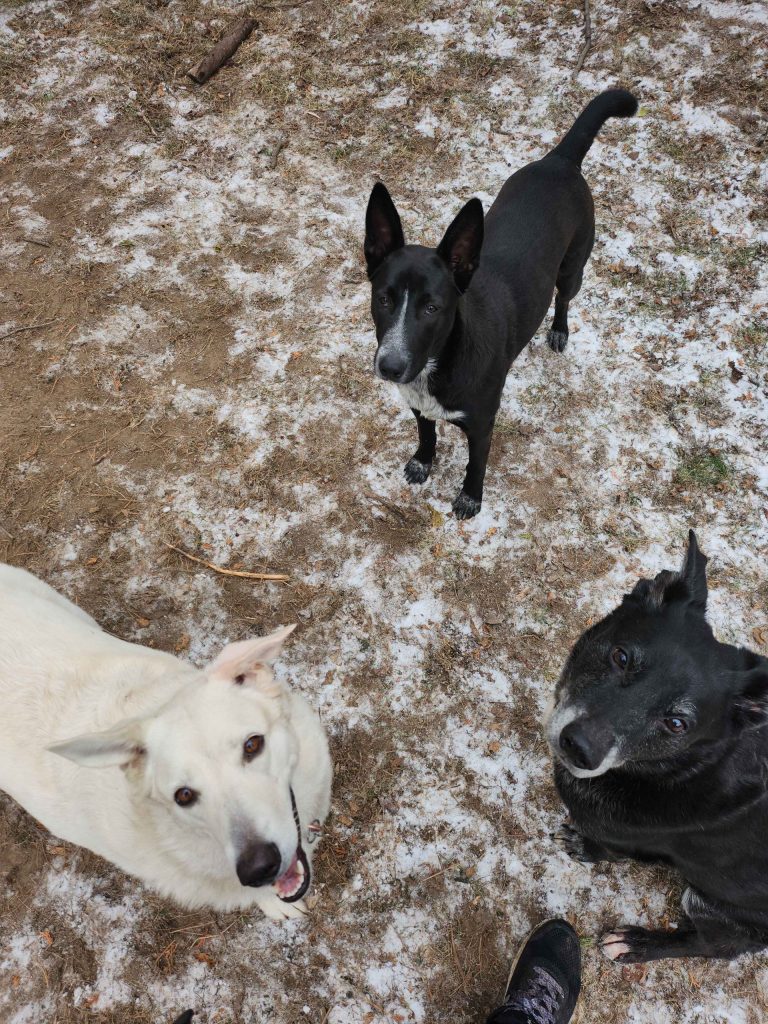 dog 