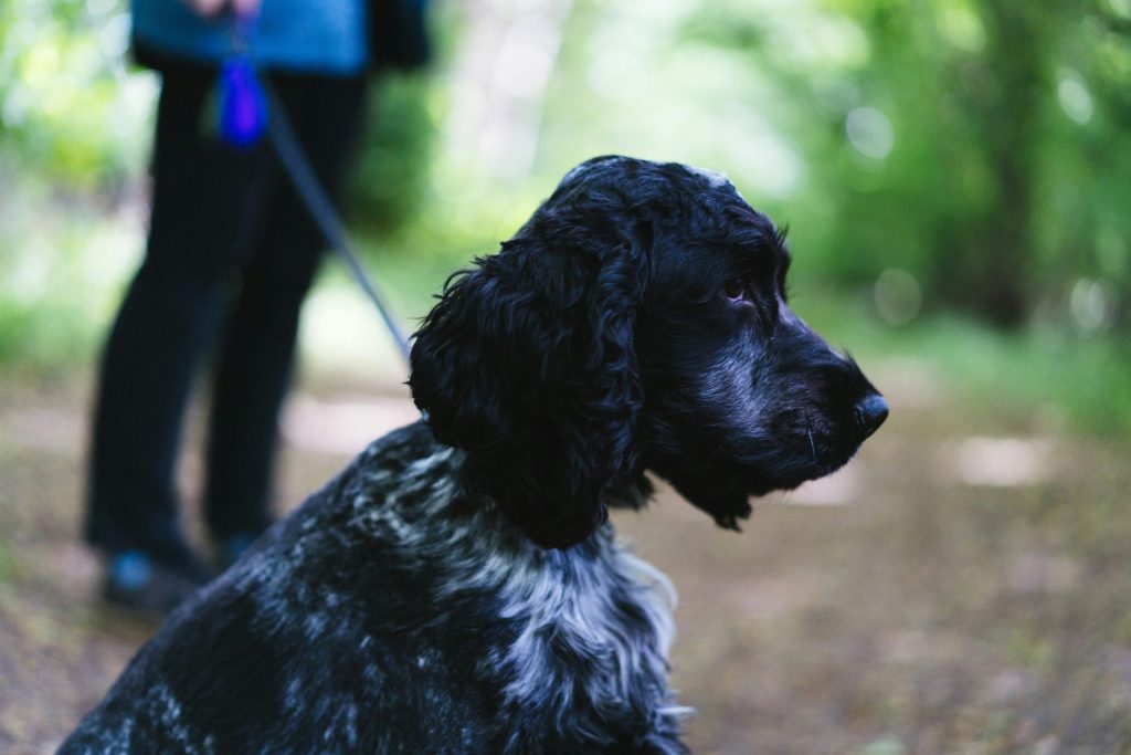 a black dog sitting on top of a dirt road